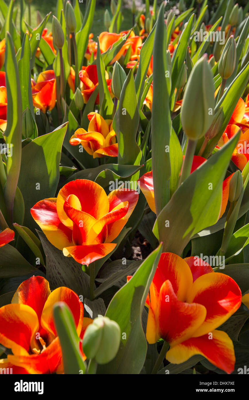 Pays-bas, lisse, jardins de Keukenhof. Tulipes Banque D'Images
