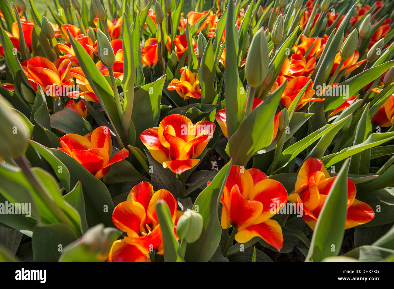 Pays-bas, lisse, jardins de Keukenhof. Tulipes Banque D'Images