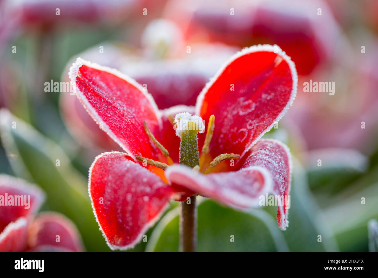 Pays-bas, lisse, tulipes couverts par le gel Banque D'Images