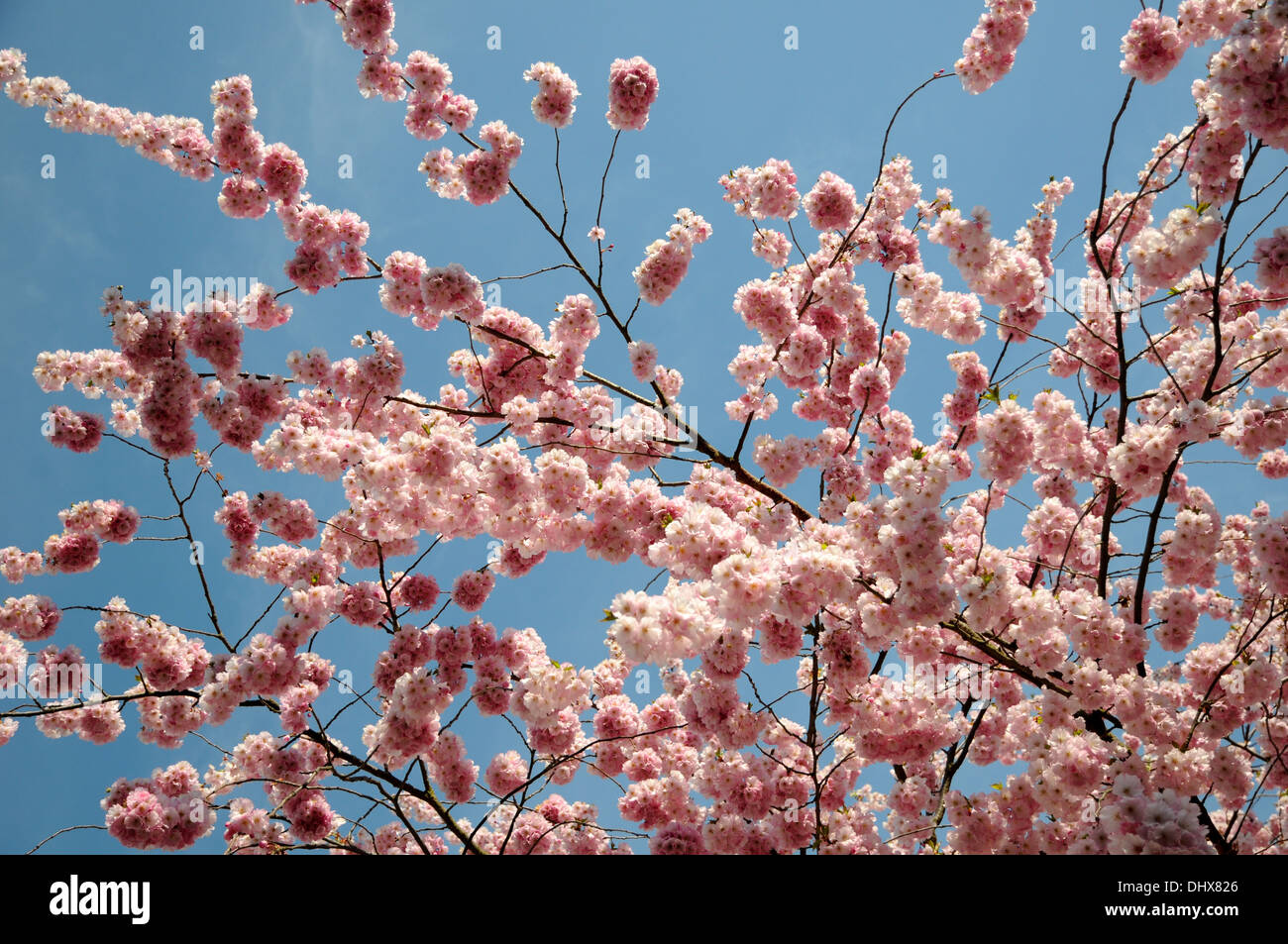 Flowering cherry Banque D'Images
