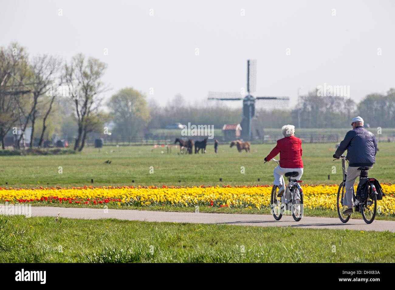 Noordwijk, Pays-Bas, champs de tulipes en face de chevaux et moulin à vent. Couple à vélo. Deux femmes walking with dog Banque D'Images