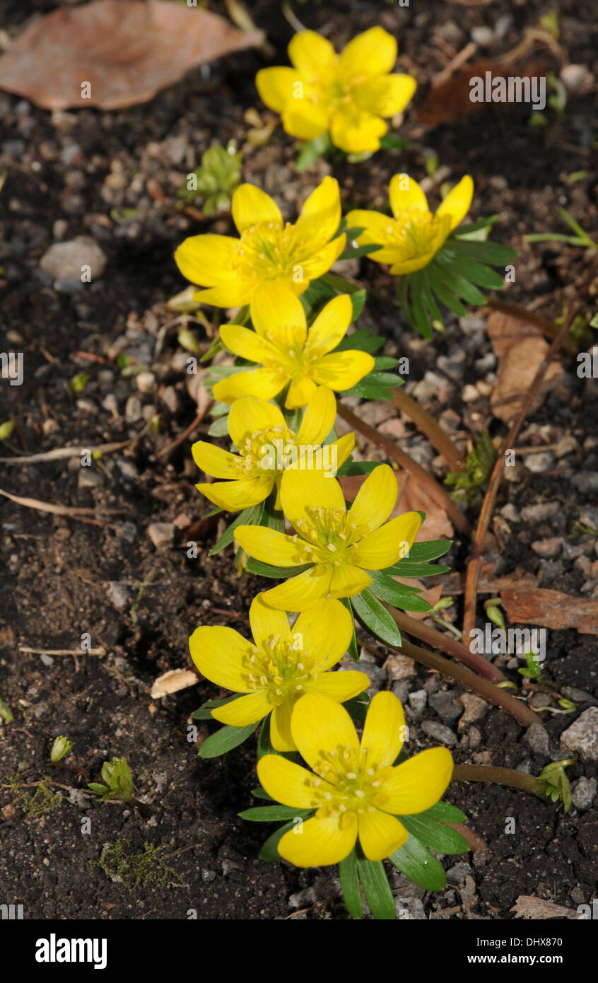 Aconites hiver Banque D'Images