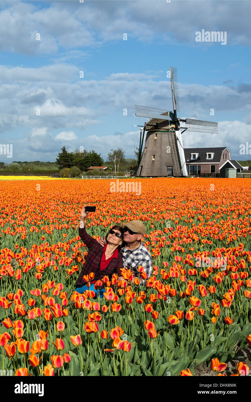 Pays-bas, Noordwijkerhout, champ de tulipes, moulin à vent. Couple de touristes prenant photo Banque D'Images