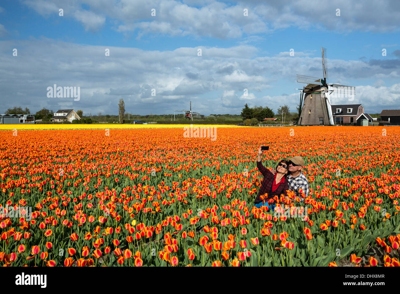 Pays-bas, Noordwijkerhout, champ de tulipes, moulin à vent. Couple de touristes prenant photo Banque D'Images