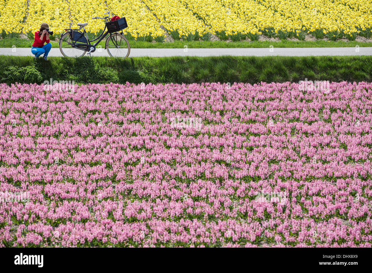 Pays-bas, lisse, vélo Femme et la prise de photo entre narcisse et champ de jacinthe Banque D'Images