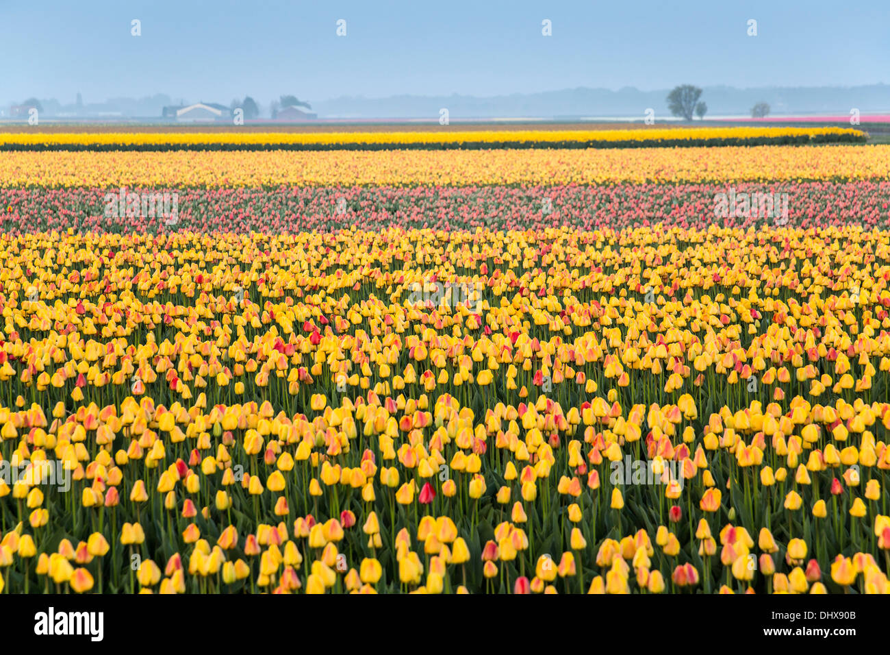 Pays-bas, lisse, champ de tulipes Banque D'Images
