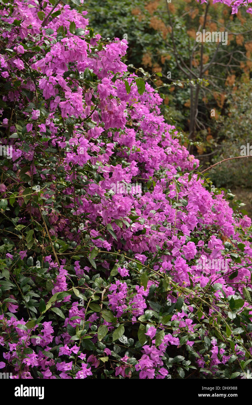 Bougainvillea Jardin botanique de Vallehermoso La Gomera Canaries Espagne Banque D'Images