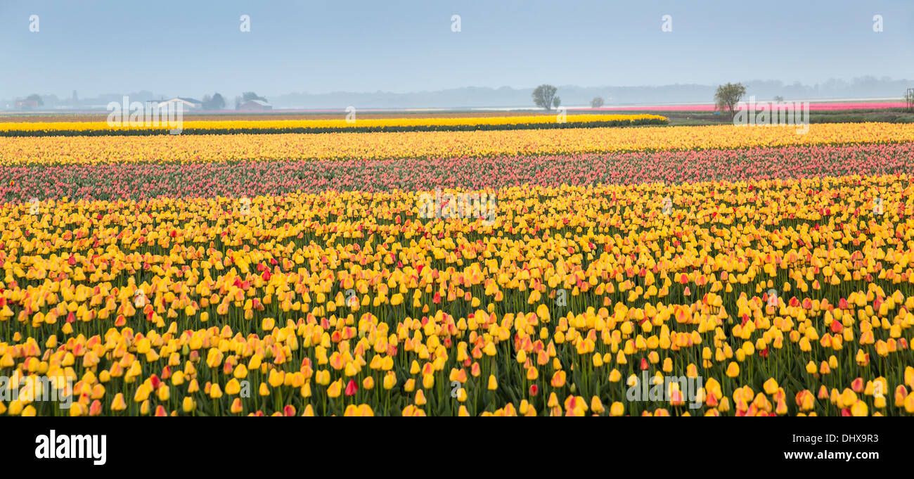 Pays-bas, lisse, champs de tulipes. Vue panoramique Banque D'Images