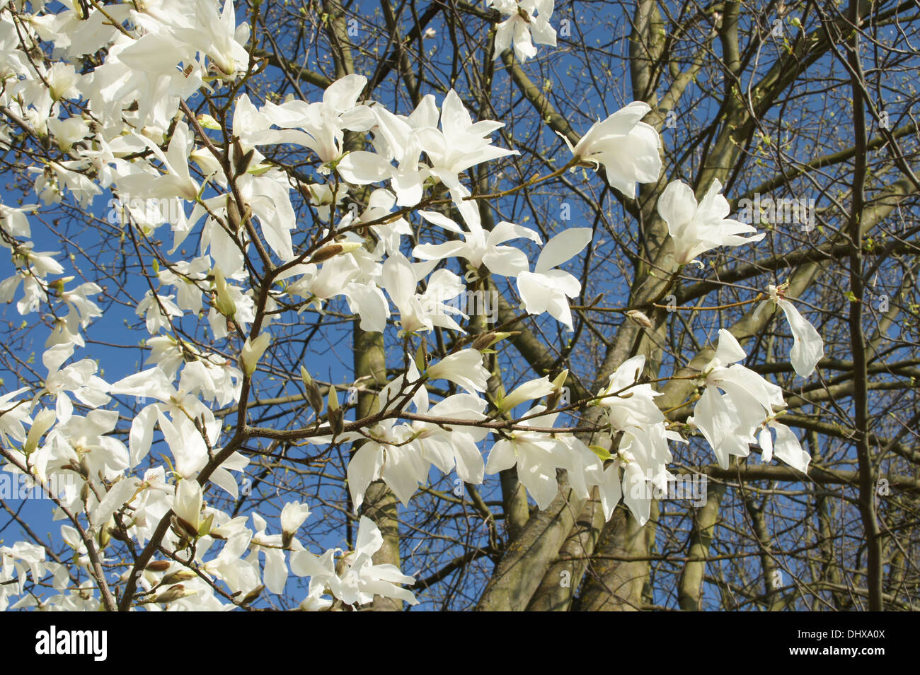 Magnolia à feuilles de saule Banque D'Images
