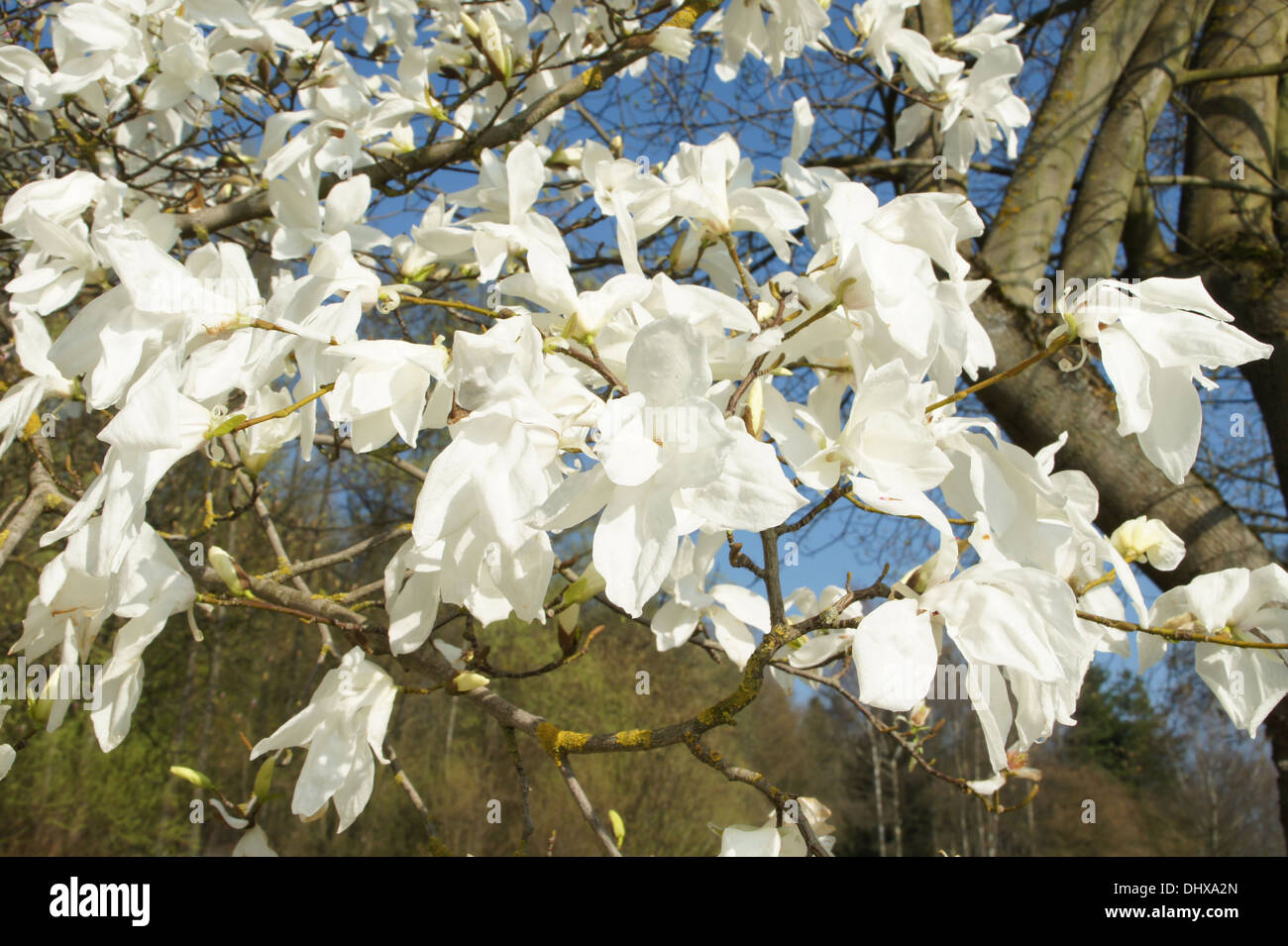 Magnolia à feuilles de saule Banque D'Images