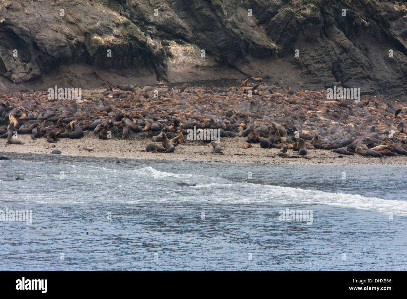 Salon des lions de mer sur la plage de Shell Rock le long du récif Simpson, côte de l'Oregon (Oregon). Banque D'Images