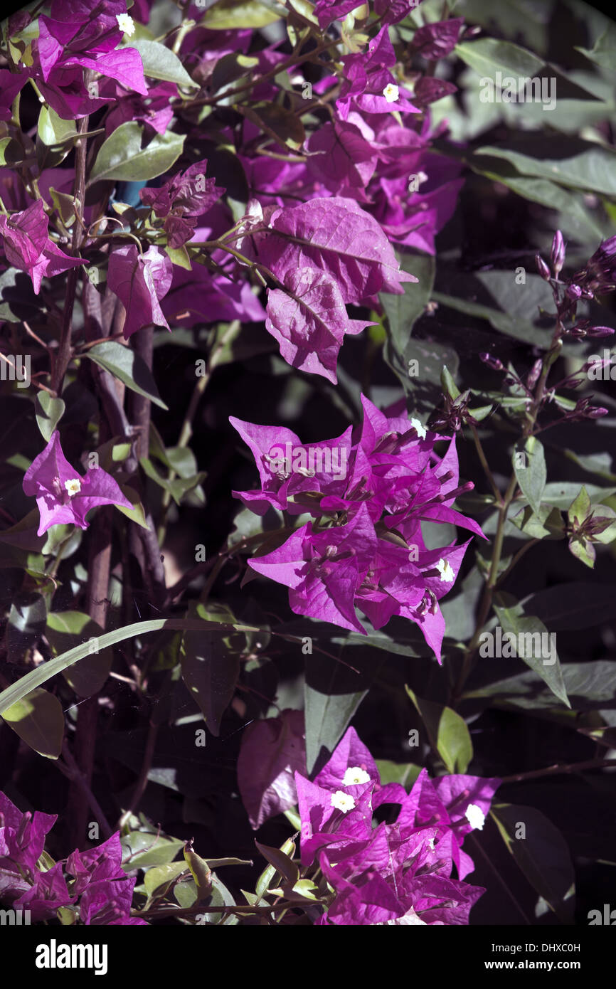 Fleurs de bougainvilliers pourpres Banque D'Images