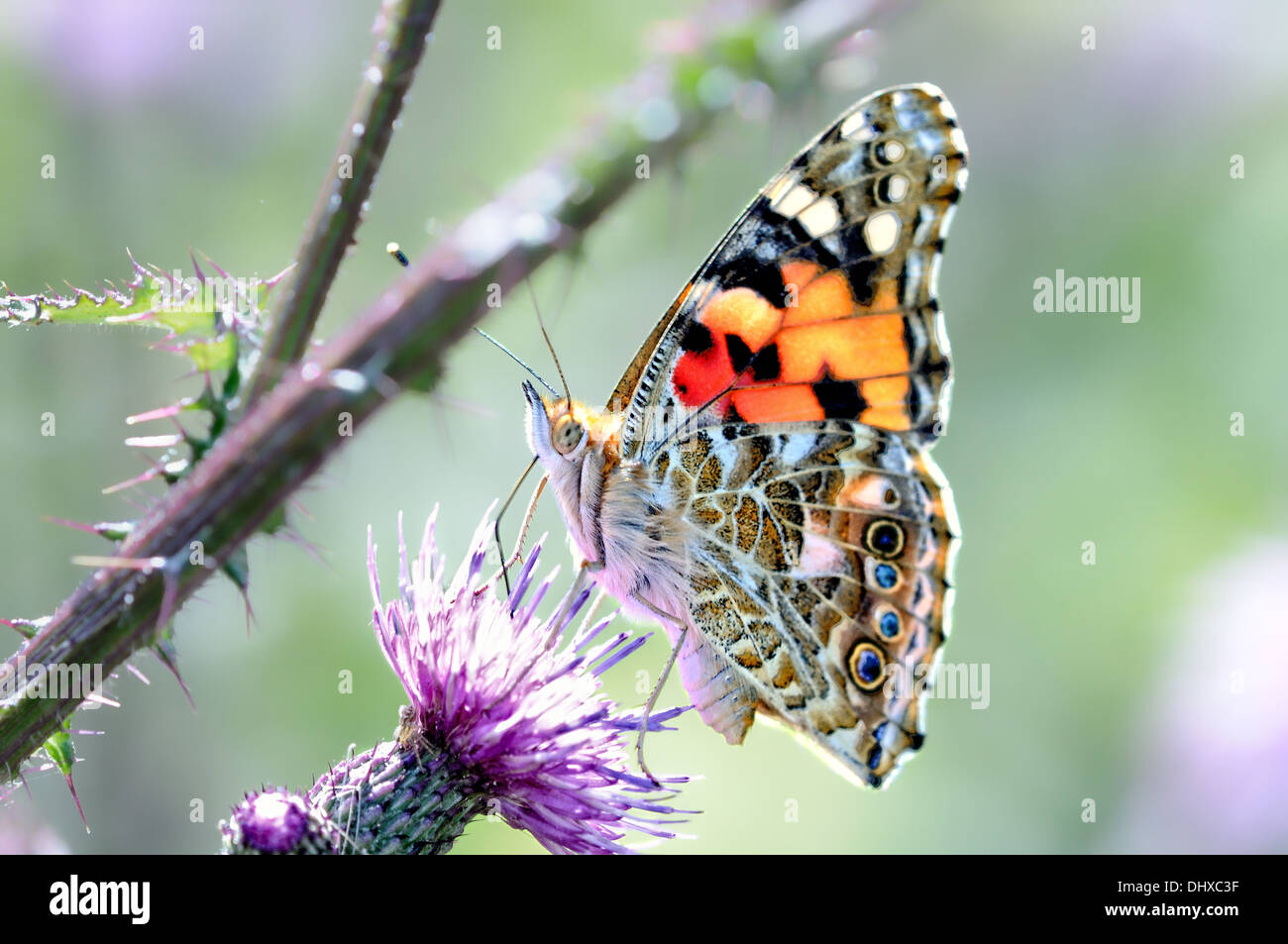 Papillon belle Dame Banque D'Images