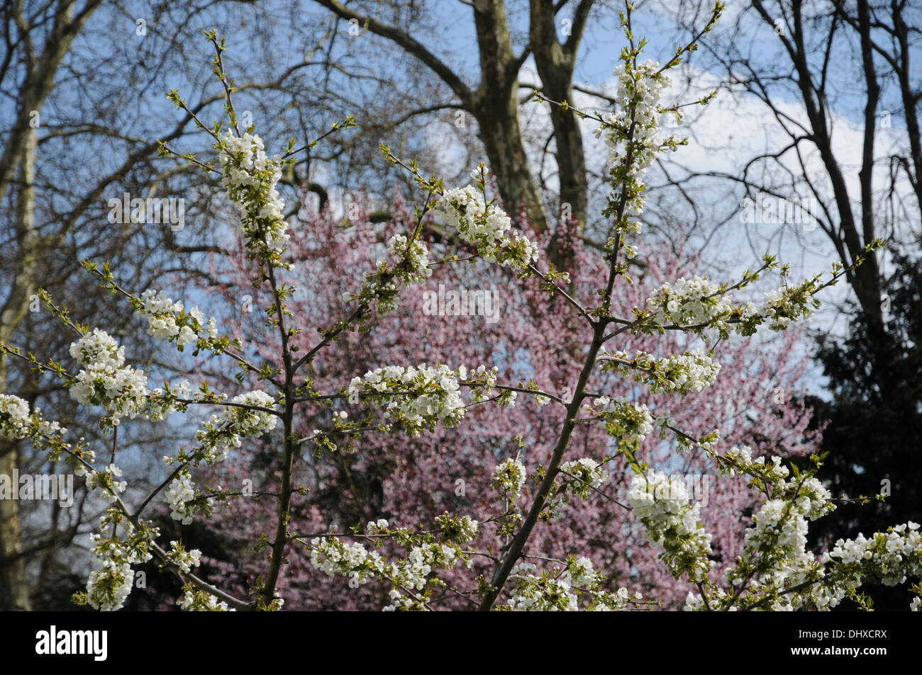 Sweet cherry Banque D'Images