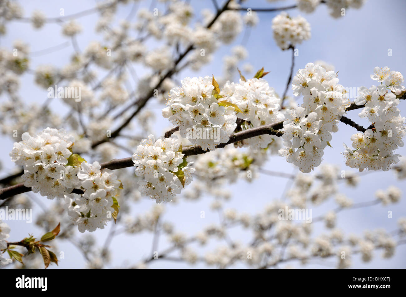 Sweet cherry Banque D'Images