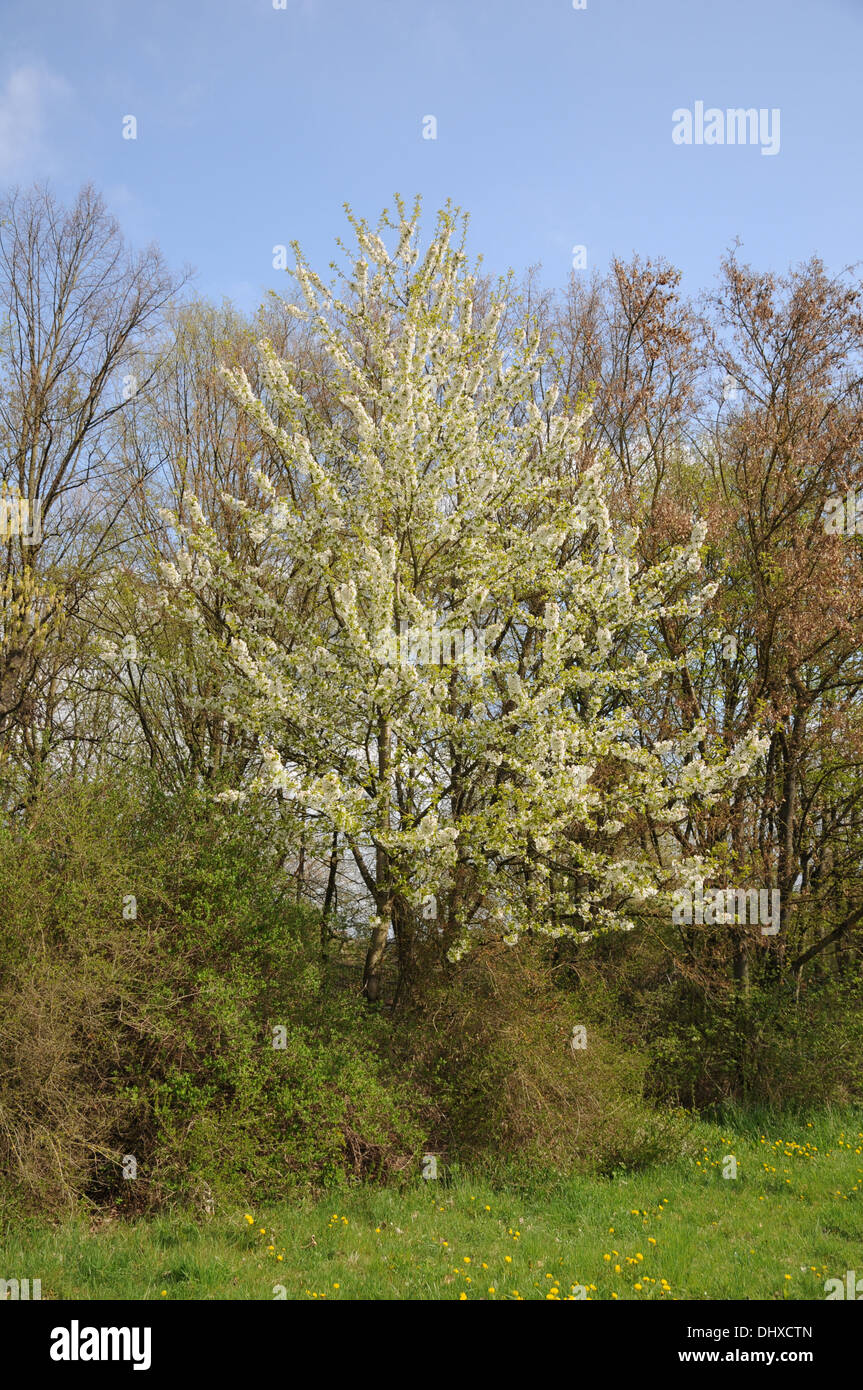 Sweet cherry Banque D'Images