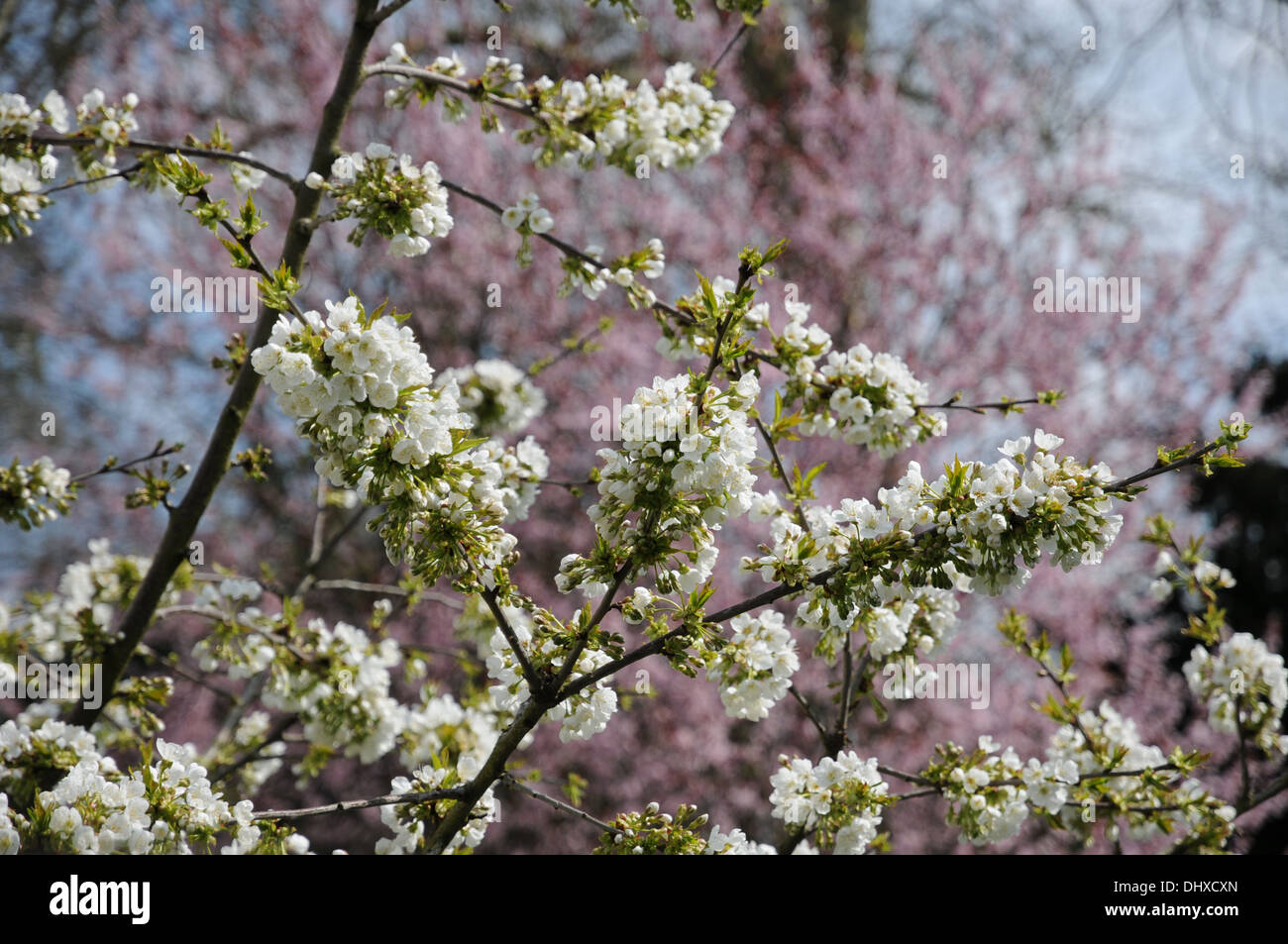 Sweet cherry Banque D'Images