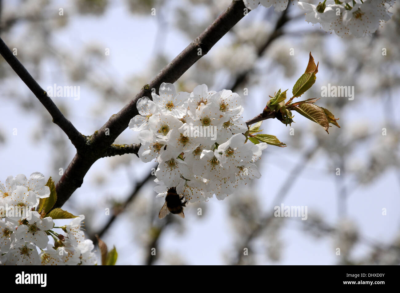 Sweet cherry Banque D'Images