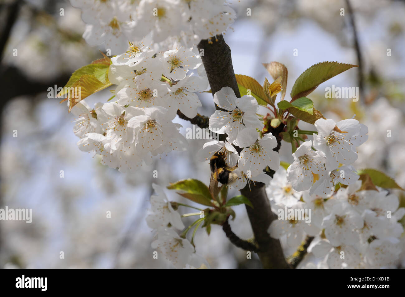 Sweet cherry Banque D'Images