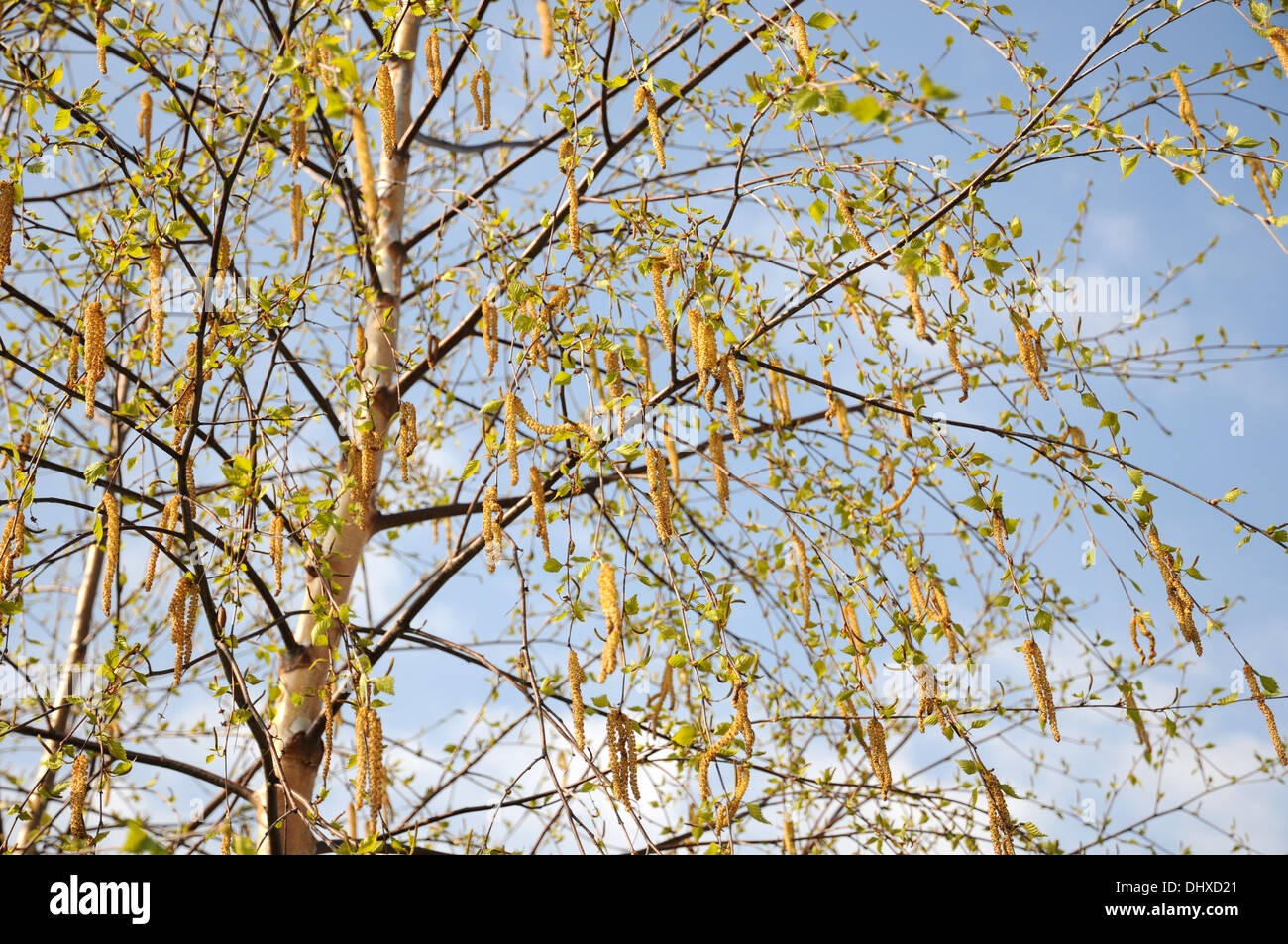 Bouleau Banque D'Images