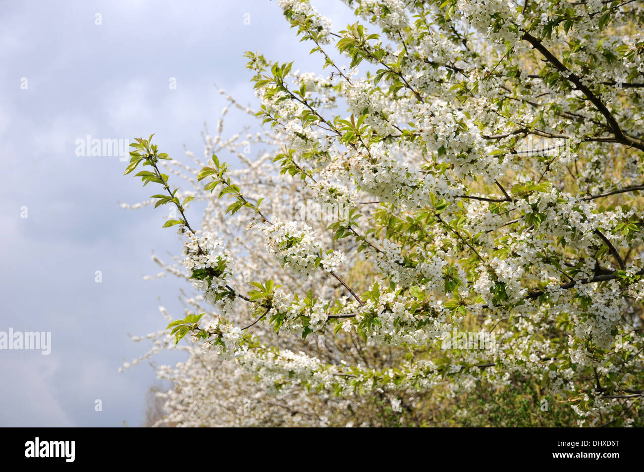 Sweet cherry Banque D'Images