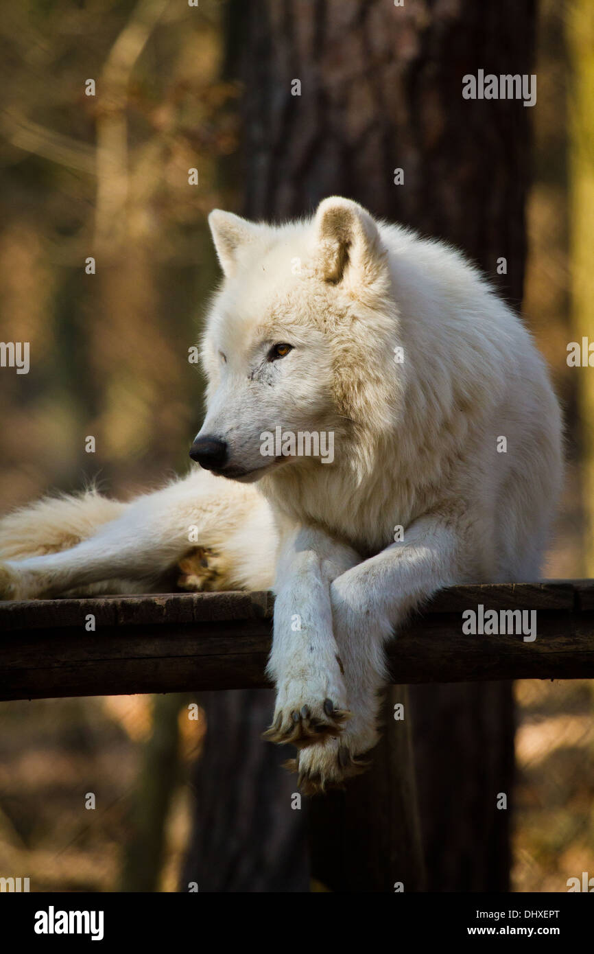 Le loup arctique (Canis lupus arctos) Banque D'Images