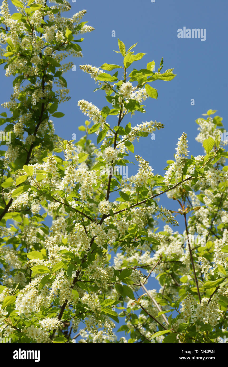 Les fleurs de cerisier des oiseaux Banque D'Images