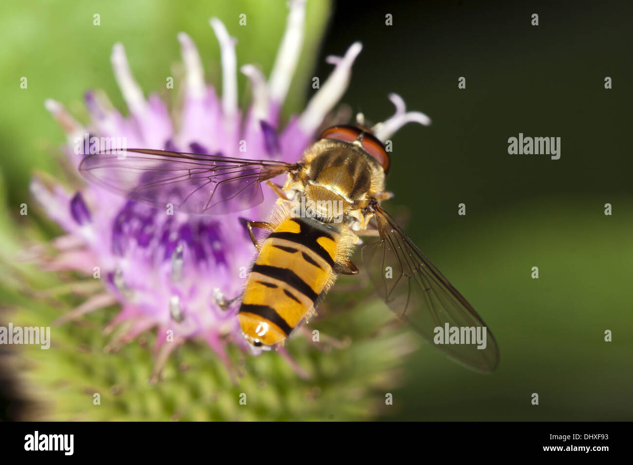 Episyrphus balteatus, Hoverfly Marmelade Banque D'Images