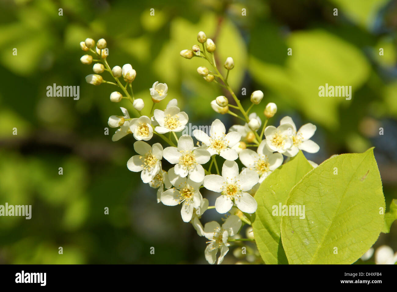 Les fleurs de cerisier des oiseaux Banque D'Images