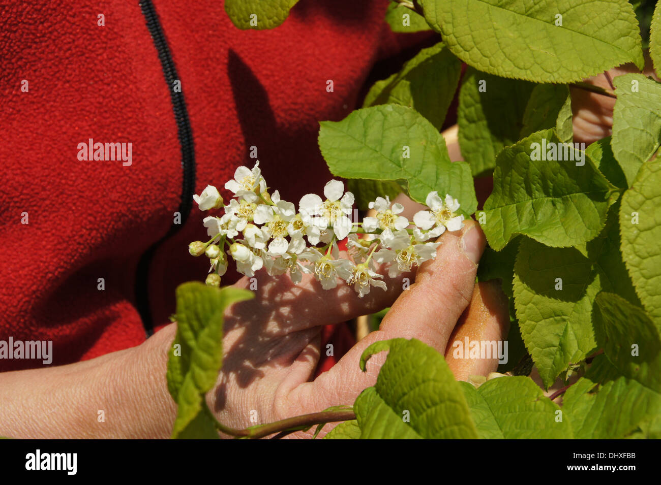 Les fleurs de cerisier des oiseaux Banque D'Images