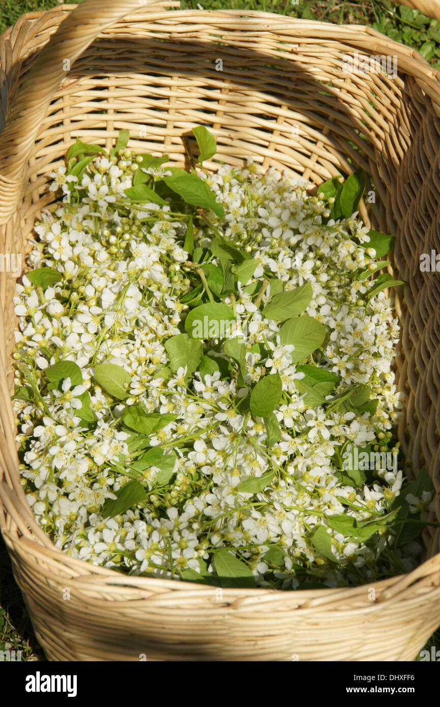 Les fleurs de cerisier des oiseaux Banque D'Images
