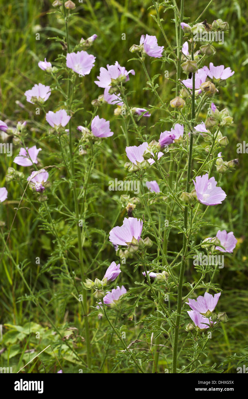 De plus, Malva alcea mauve-musc Banque D'Images