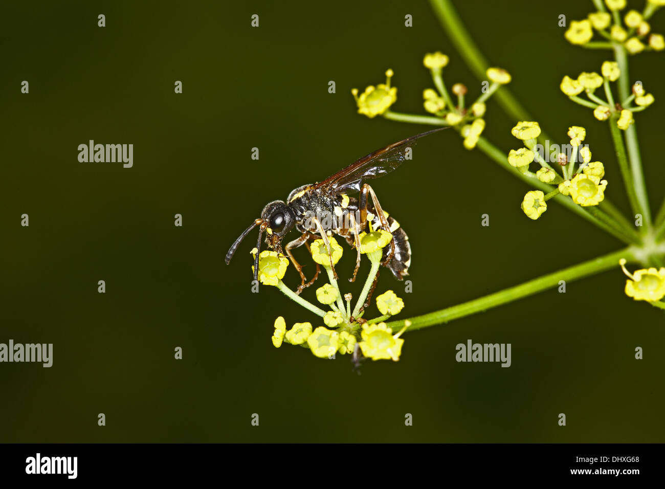 Tenthredo marginella, a vu voler Banque D'Images