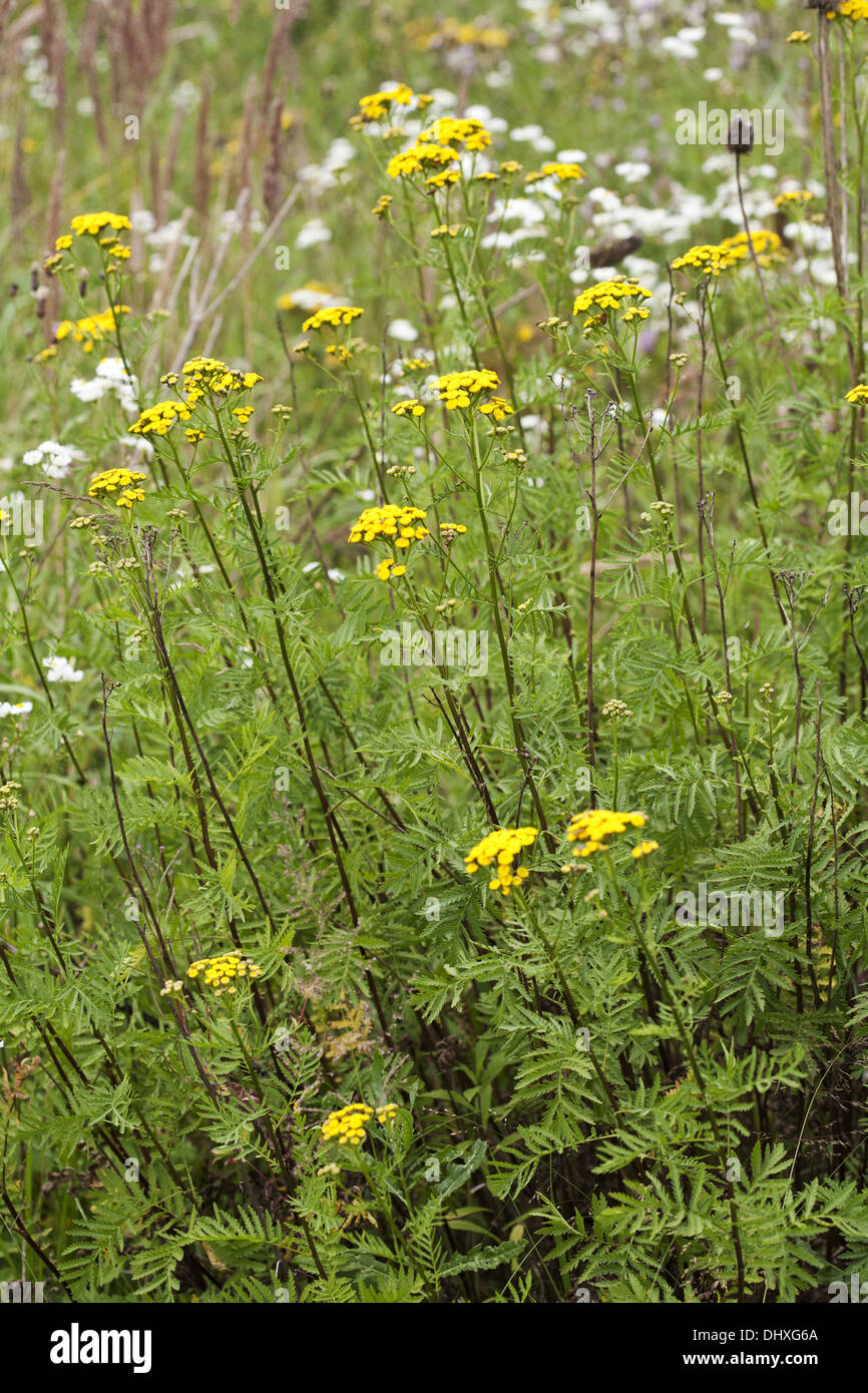 Tanaisie commune Tanacetum vulgare, Banque D'Images