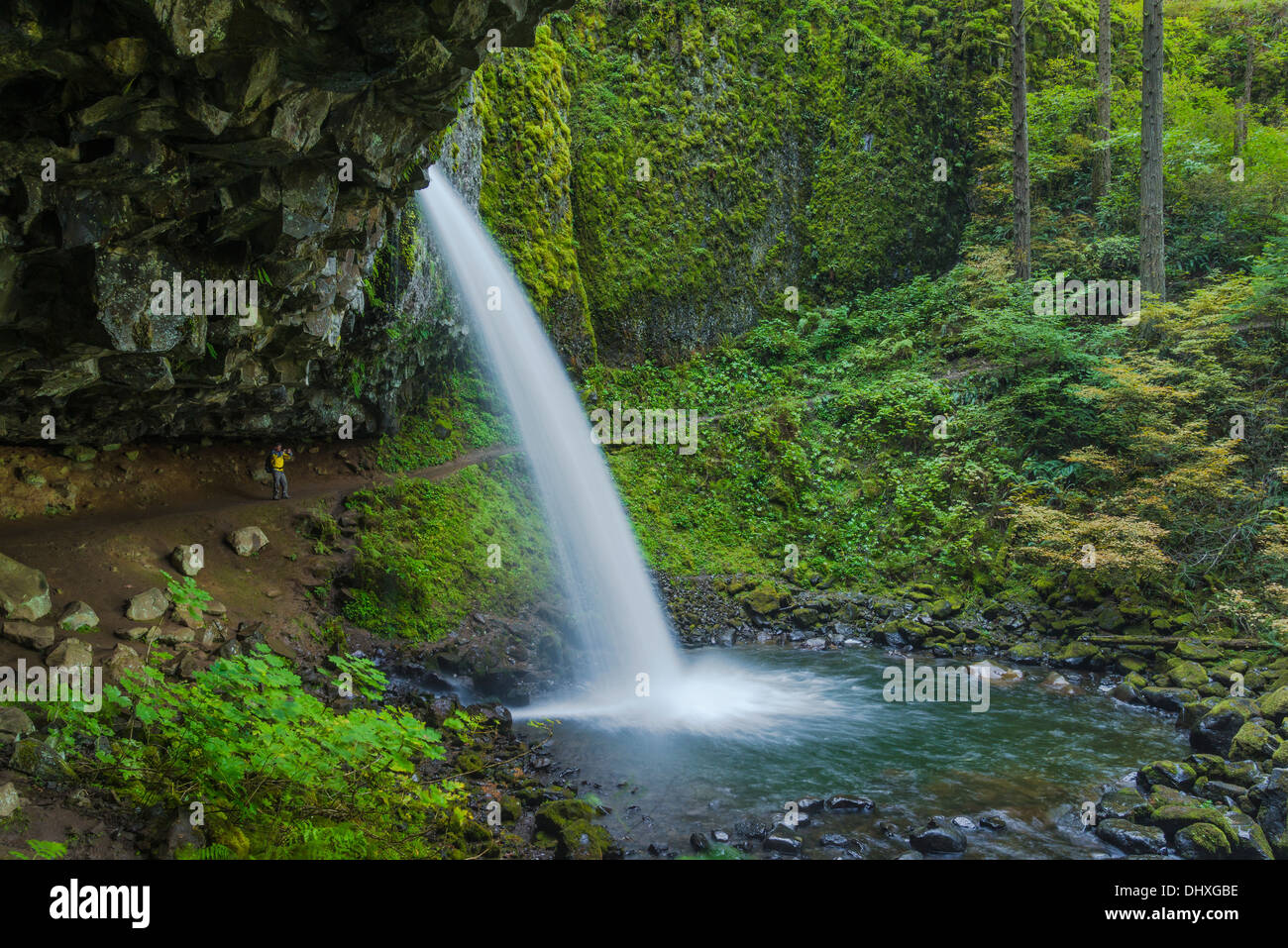 Randonneur derrière 'Ponytail Falls (aka La prêle Falls), Columbia River Gorge National Scenic Area, Oregon. Banque D'Images