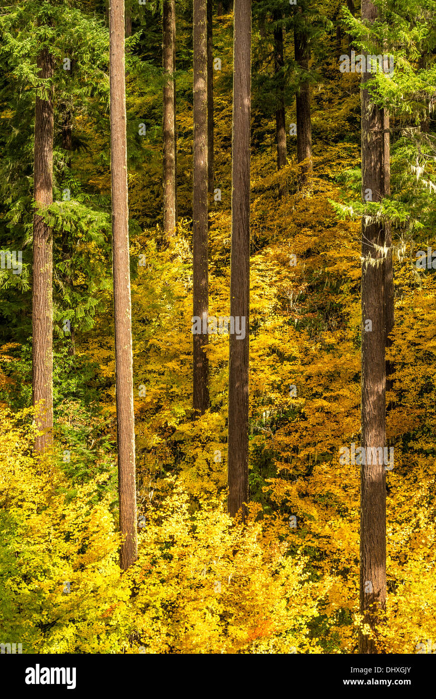 Vine maple et de Douglas taxifoliés, forêt nationale de Willamette, Oregon. Banque D'Images