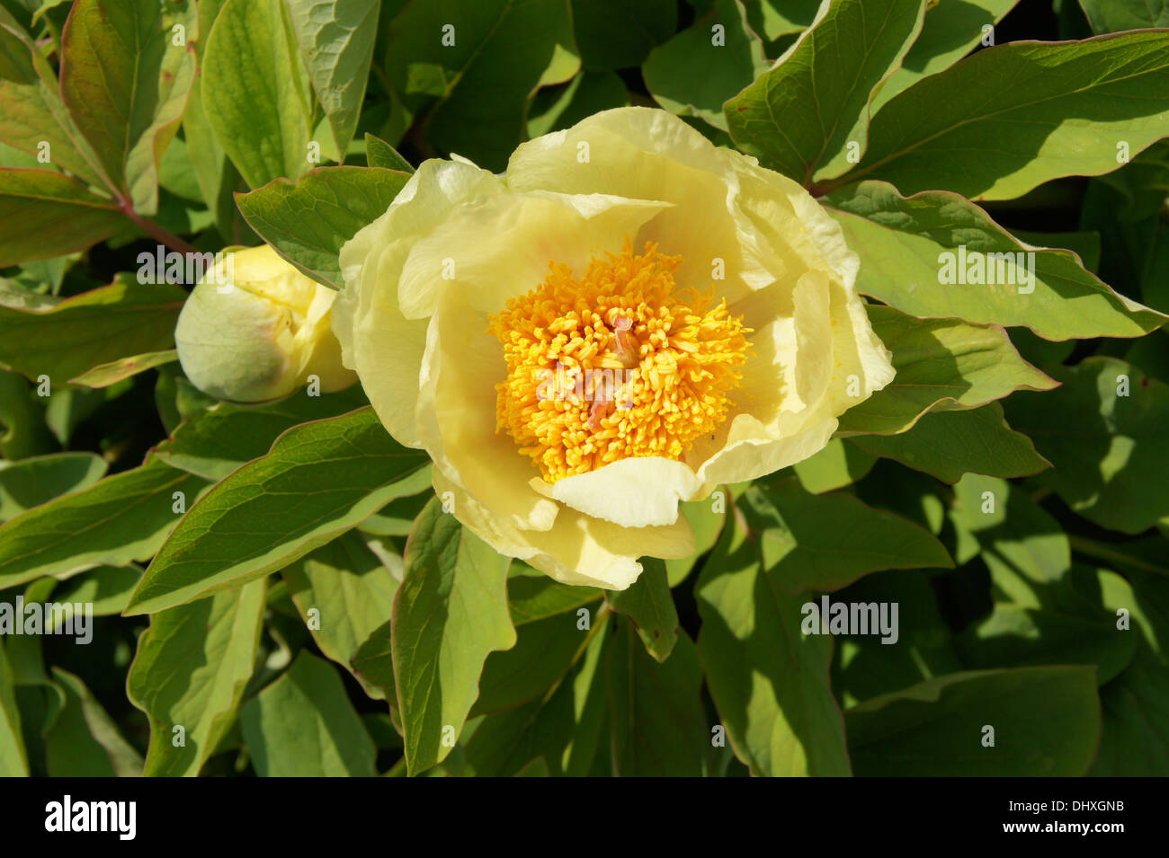 Pivoine blanche Banque D'Images