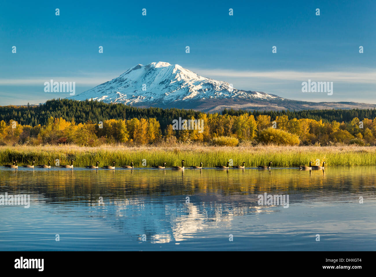 Mont Adams et les bernaches du Canada sur le lac Trout Creek, à Trout Lake zone naturelle à préserver, à Washington. Banque D'Images