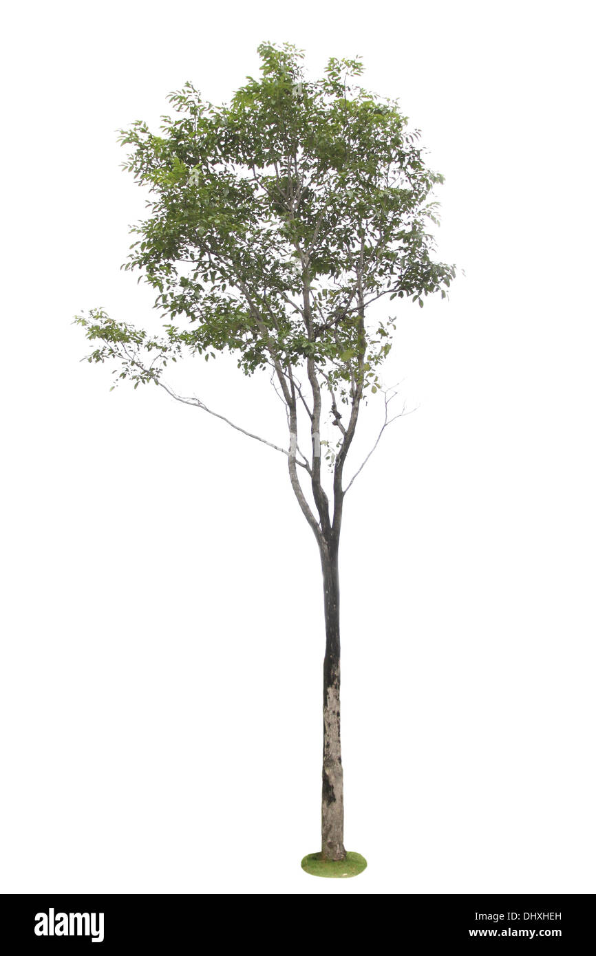 Photo arbre tropical sur un fond blanc. Banque D'Images