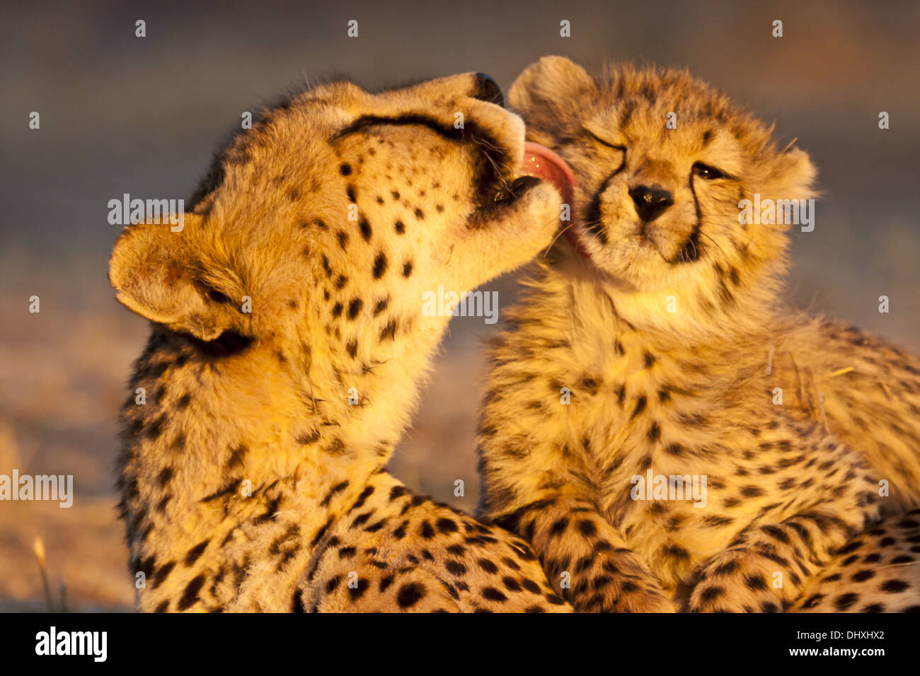 Jeune Guépard (Acinonyx jubatus) avec cheetah moth Banque D'Images