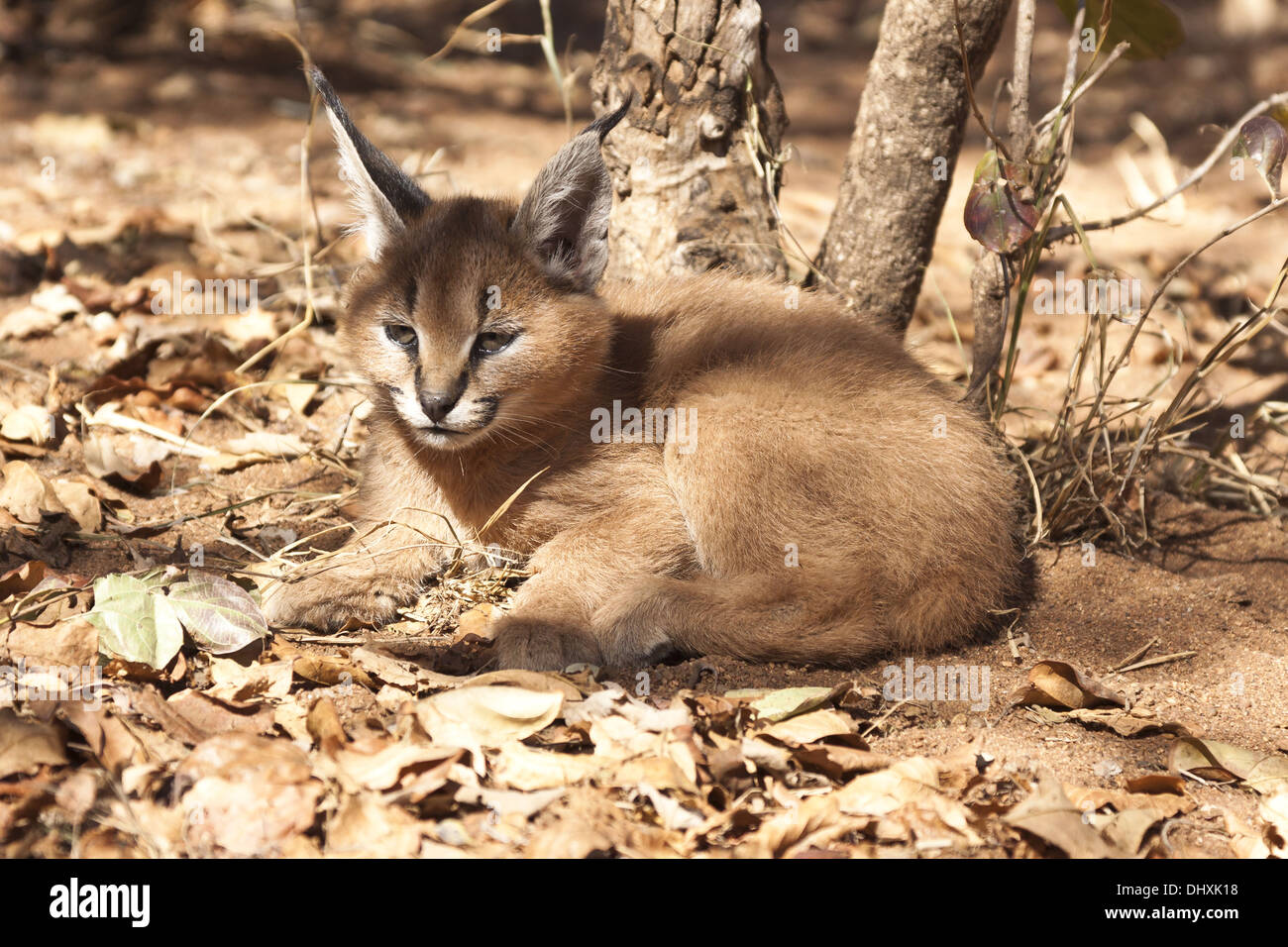 Caracal (Caracal caracal) Banque D'Images