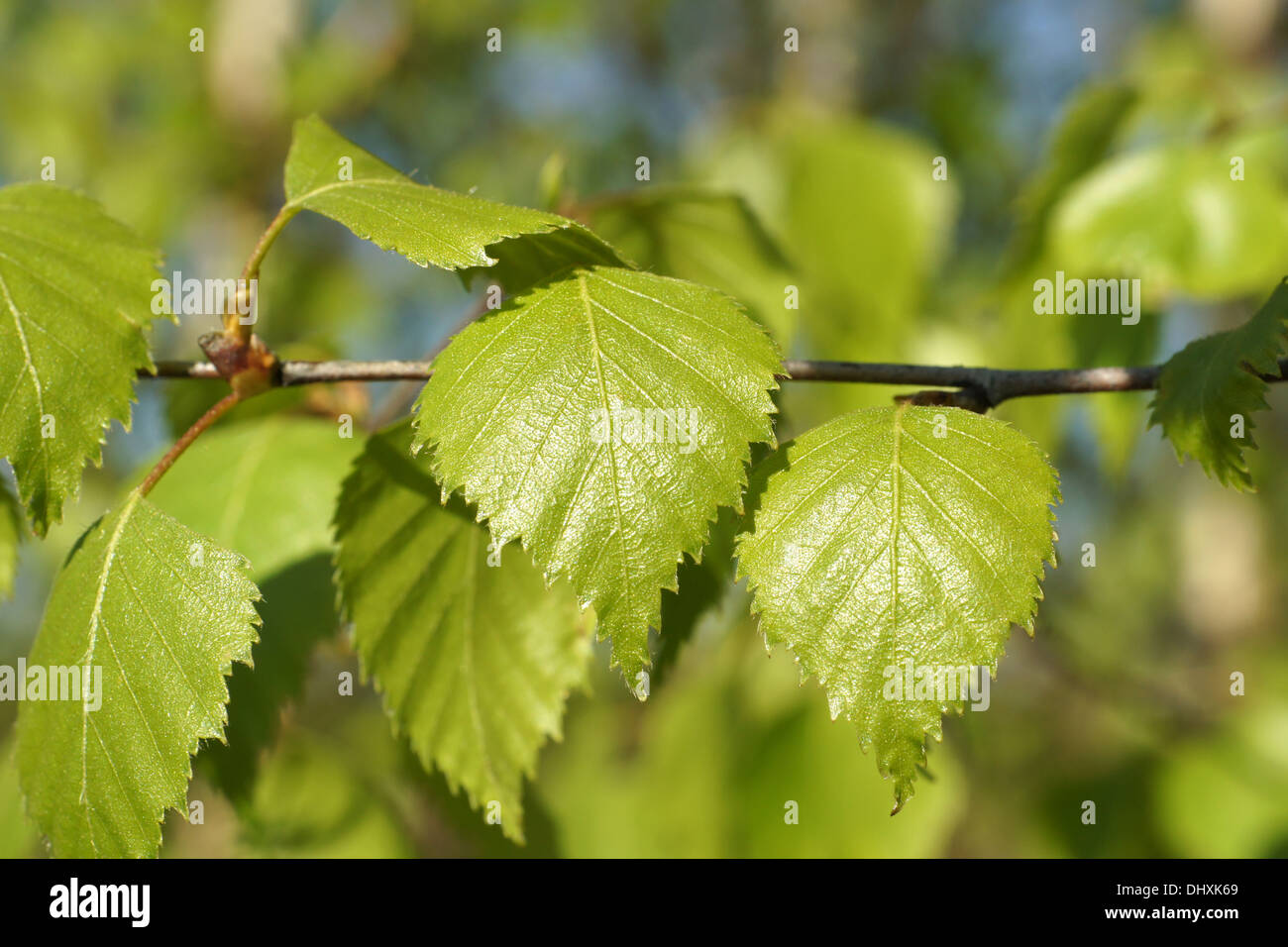 Bouleau Banque D'Images