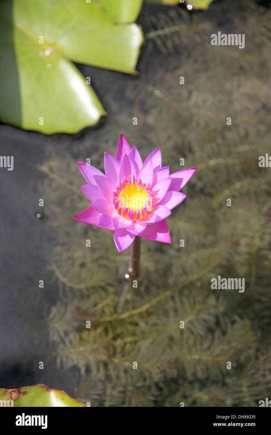 Photo gros plan de la feuille verte et du lotus pourpre dans l'étang. Banque D'Images