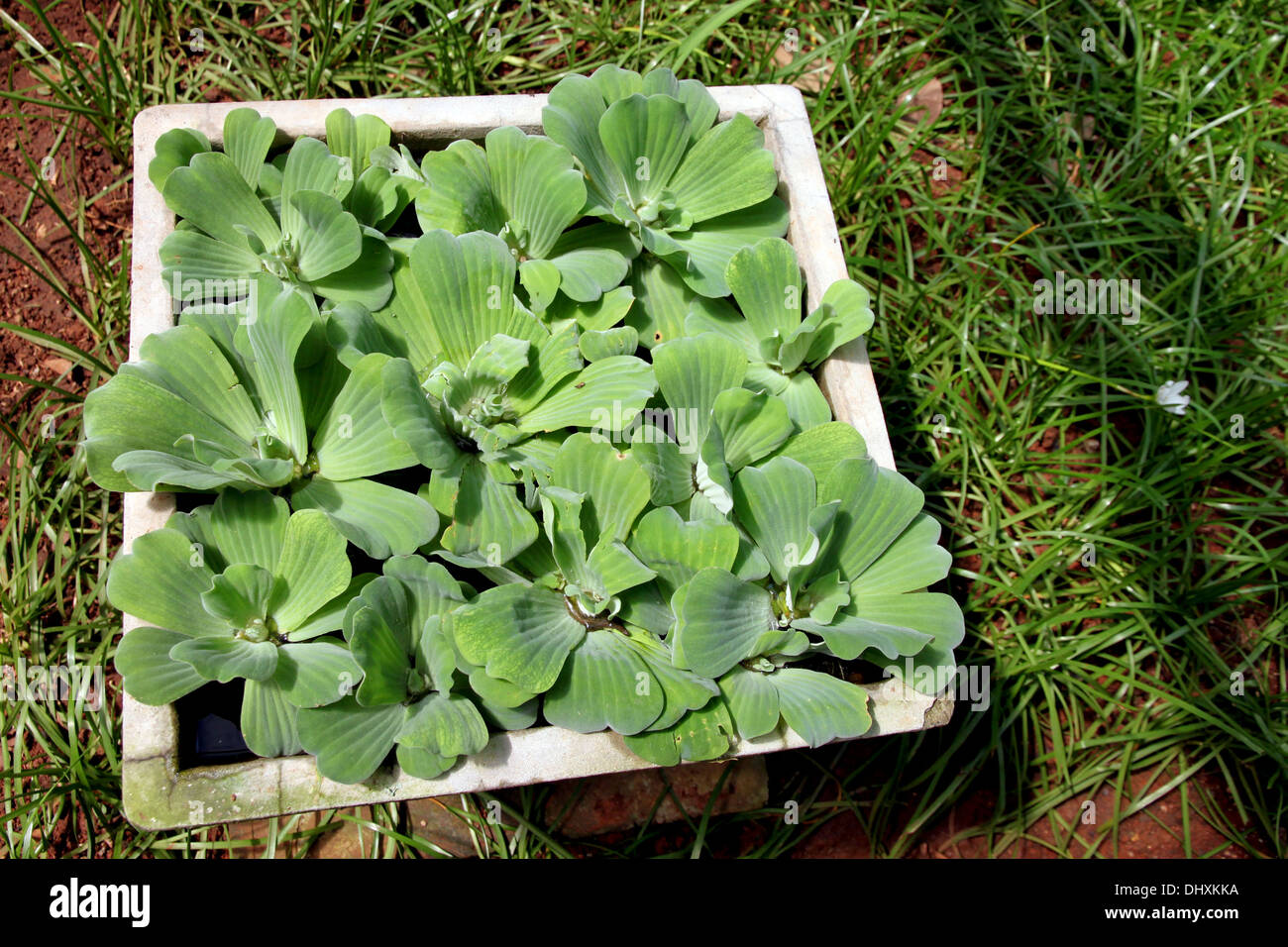 La mise au point de plantes aquatiques vert dans le jardin. Banque D'Images