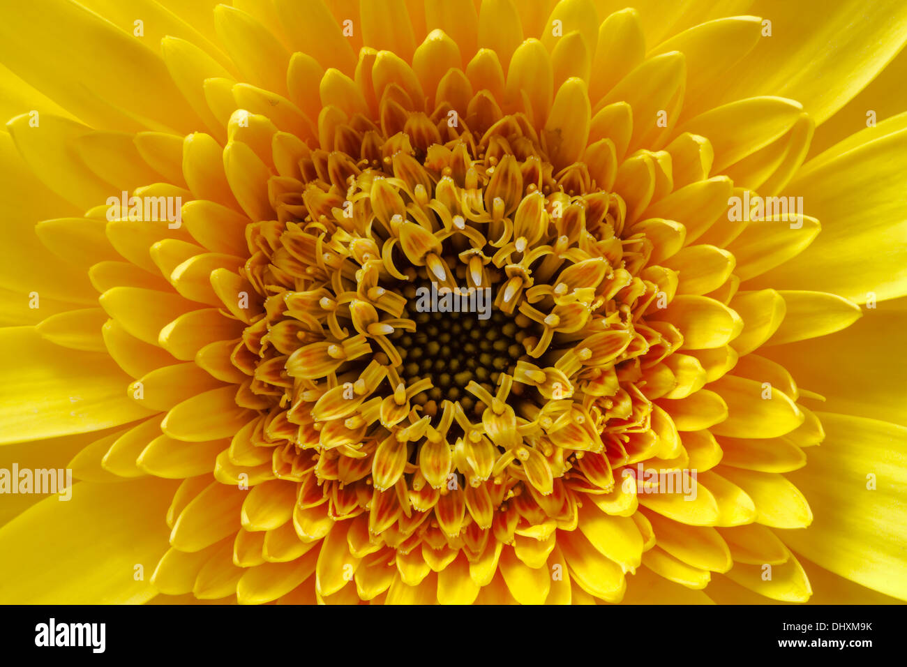 Vue rapprochée de gerbera jaune Banque D'Images