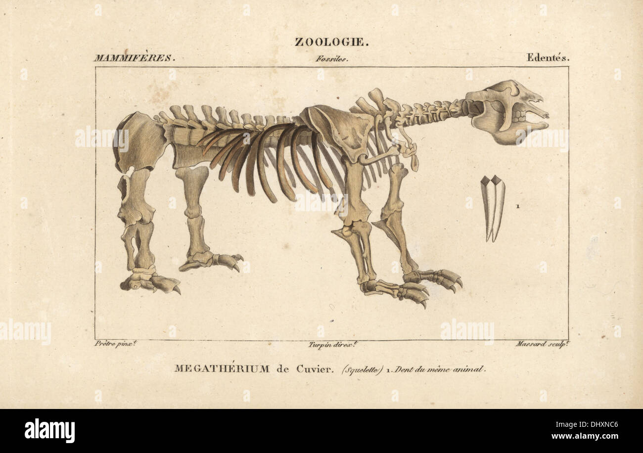 Squelette fossile d'une grande bête, Megatherium. Banque D'Images