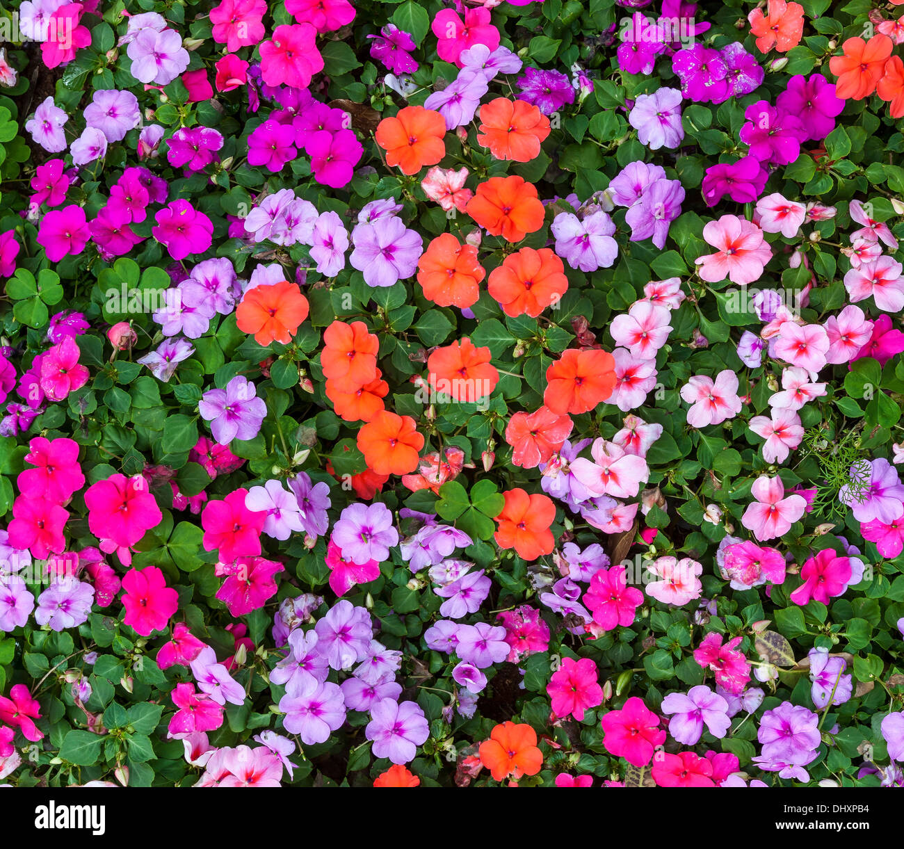 L'impatiens multicolores en fleurs plantes abondamment dans un jardin de fleurs d'été. Banque D'Images