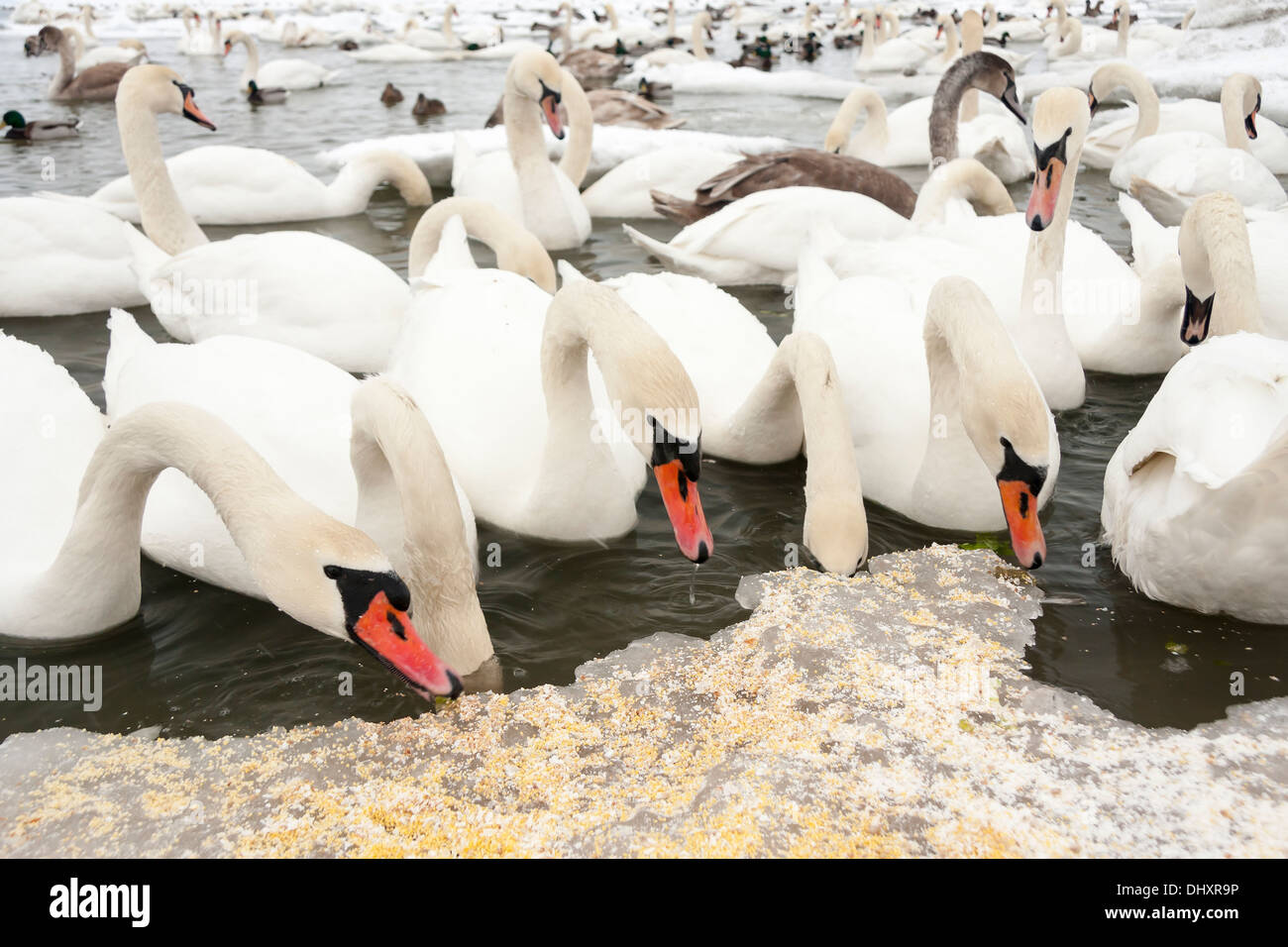 Swan de manger des aliments sur la glace. Beaucoup de Swan dans la mer de glace en hiver Banque D'Images