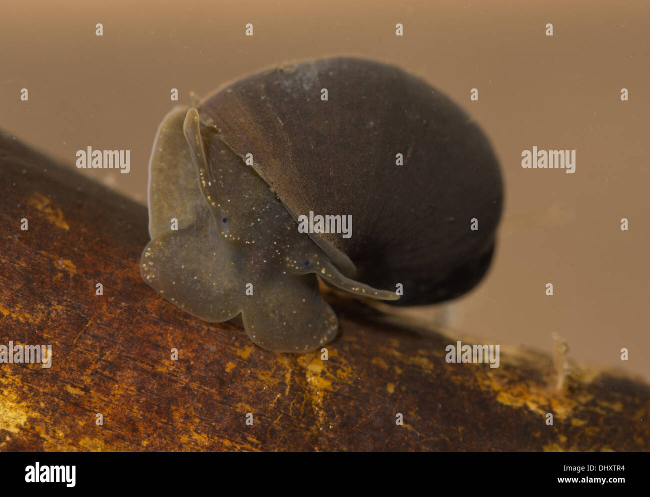 Étang d'errance dans l'aquarium sous-marin de l'escargot Banque D'Images