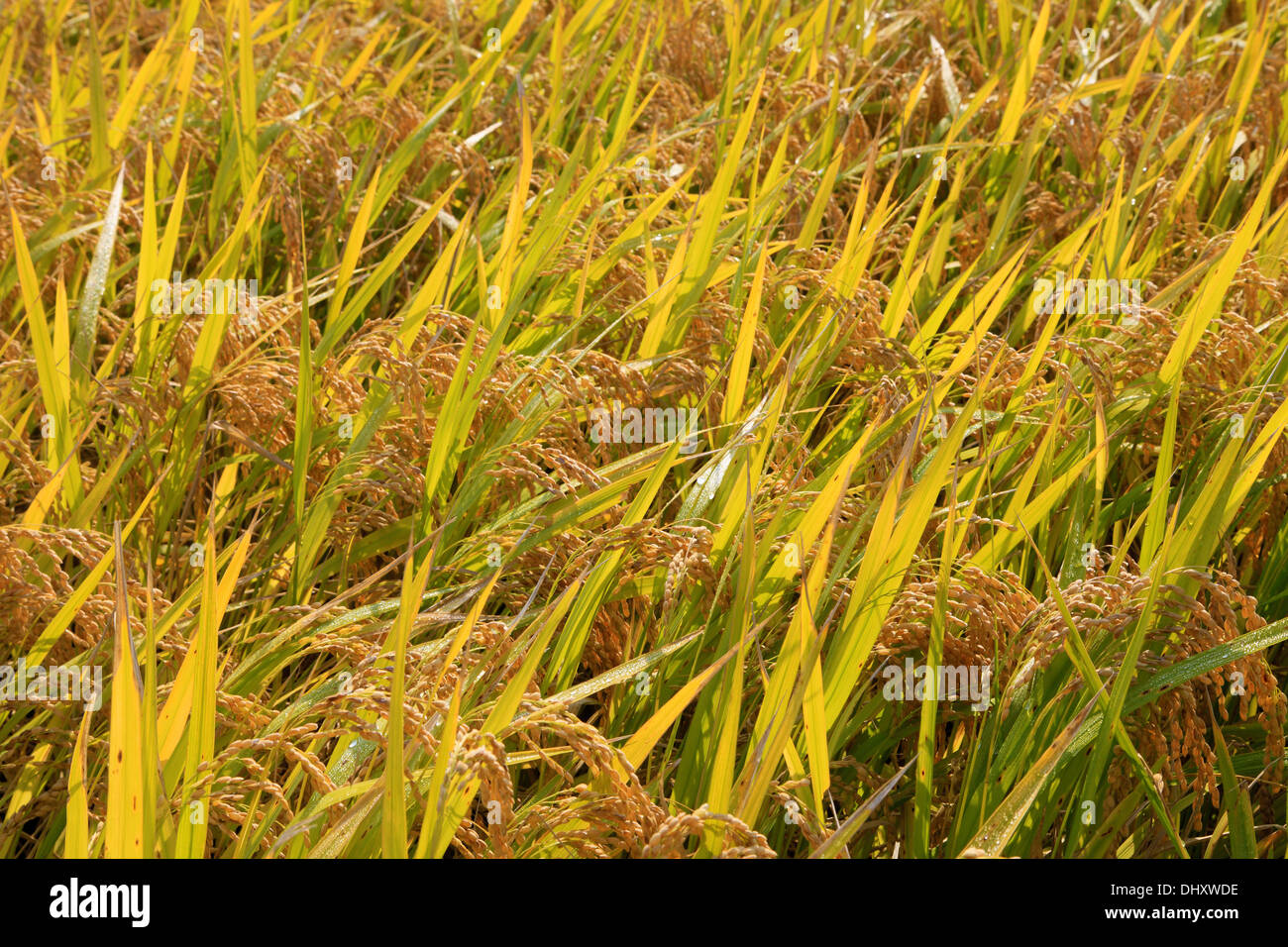 La Corée du Sud, Gyeongju, champ de riz, de l'agriculture, Banque D'Images